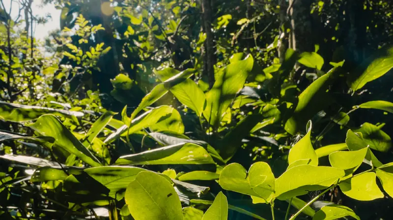 Mata Atlântica preservada no entorno do empreendimento